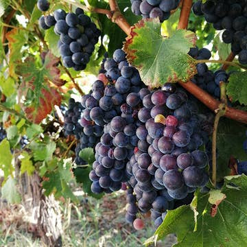 Le Palatin 2023 – Saint-Émilion Grand Cru | Coffret 6 Bouteilles